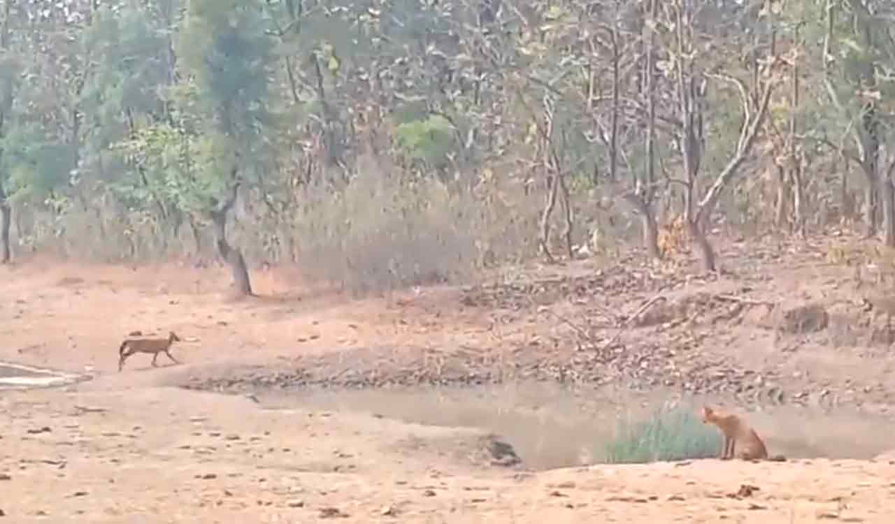 Asifabad: Video of common wild dogs goes viral, assuming them as rare species