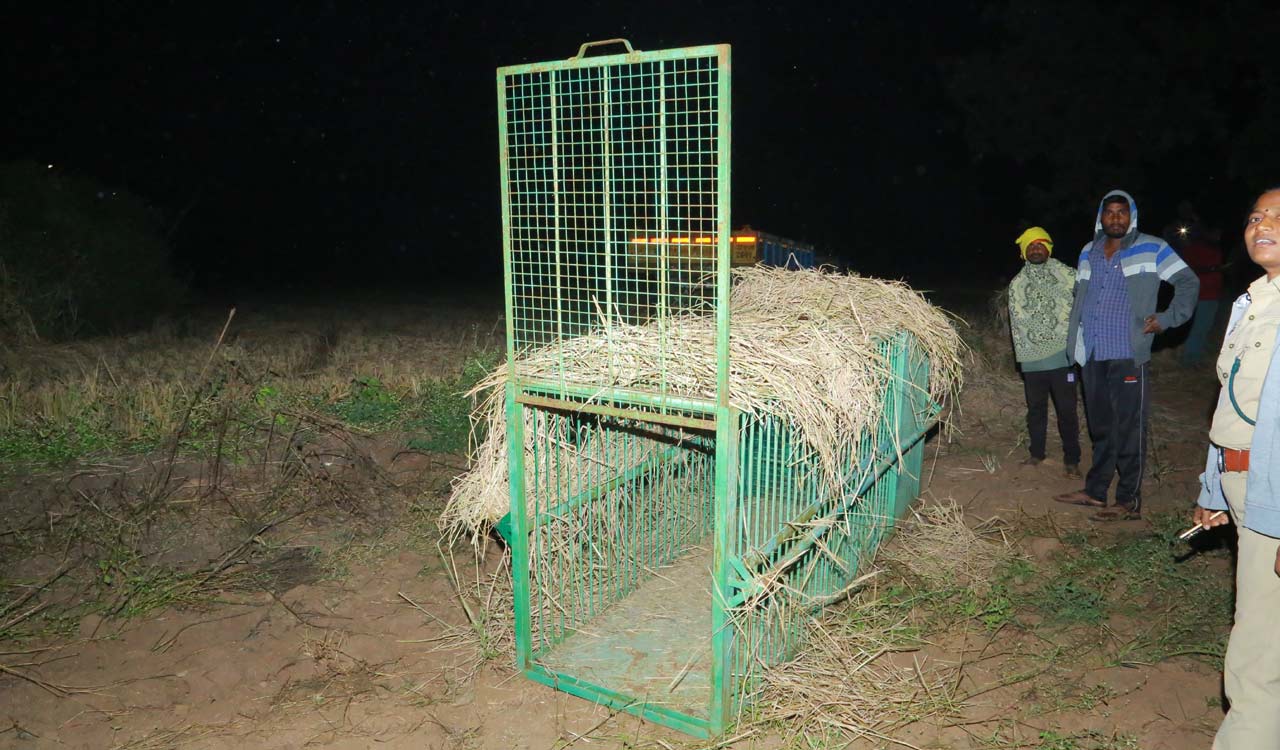 Siddipet: Camera traps, cage placed to trap Leopard, its cubs at Burugupally