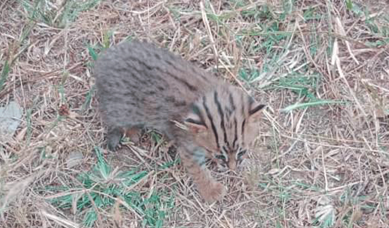 World’s tiniest wild cat seen in Telangana’s Mahabubabad