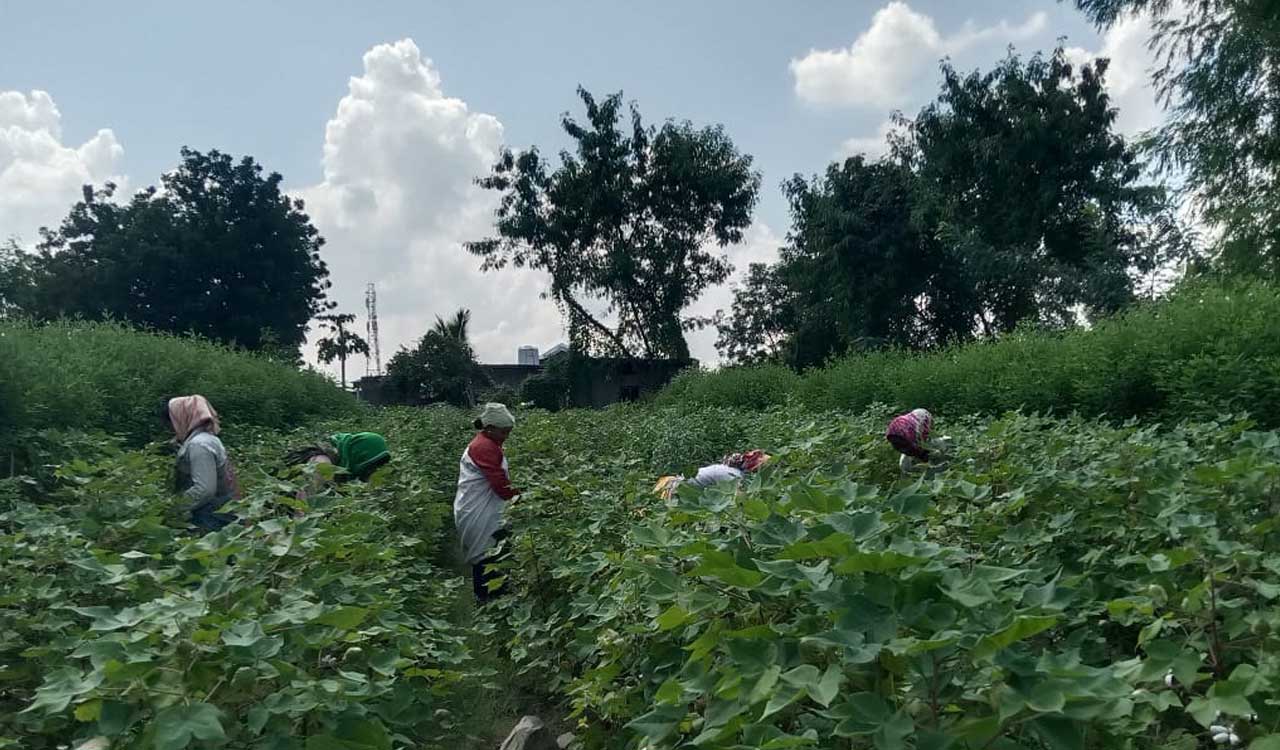 Cotton growers getting restive in Telangana