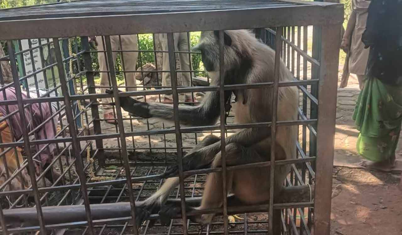 Karimnagar Forest Division books man for caging a Hanuman Langur, following PETA India complaint