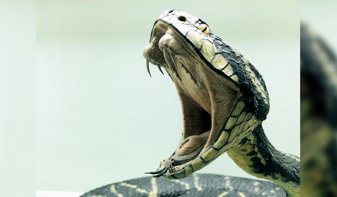 MoHFW makes reporting of snake bite cases mandatory in all health care facilities