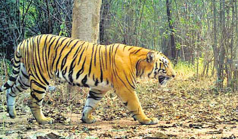 Tiger Johnny likely to get mate without competition from other tigers