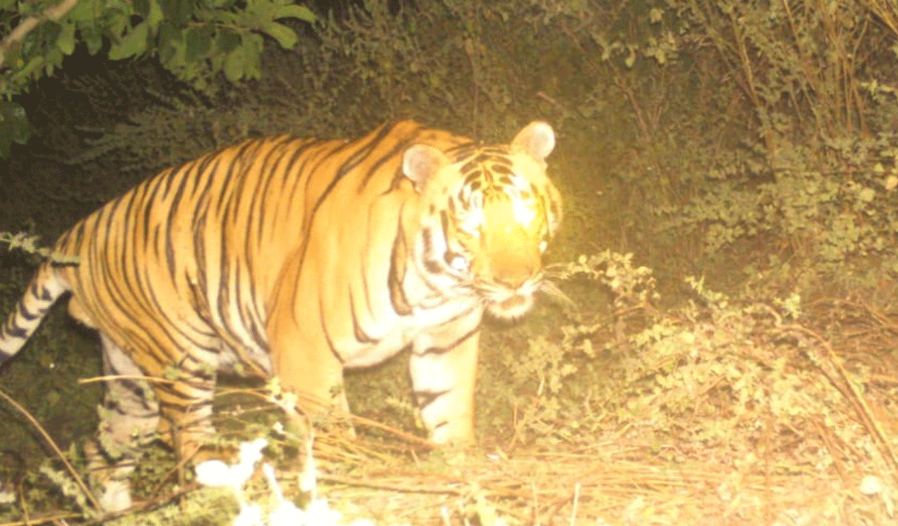 Lovelorn Tiger Johnny walks 350 km, leaves Telangana in search of mate