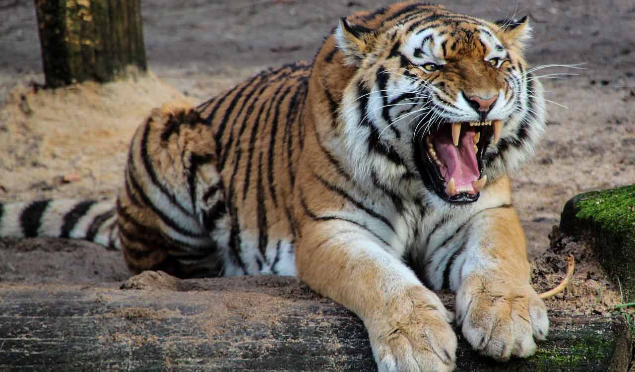 Killer tiger strikes again; attacks farmer within 24 hrs of killing woman in Asifabad