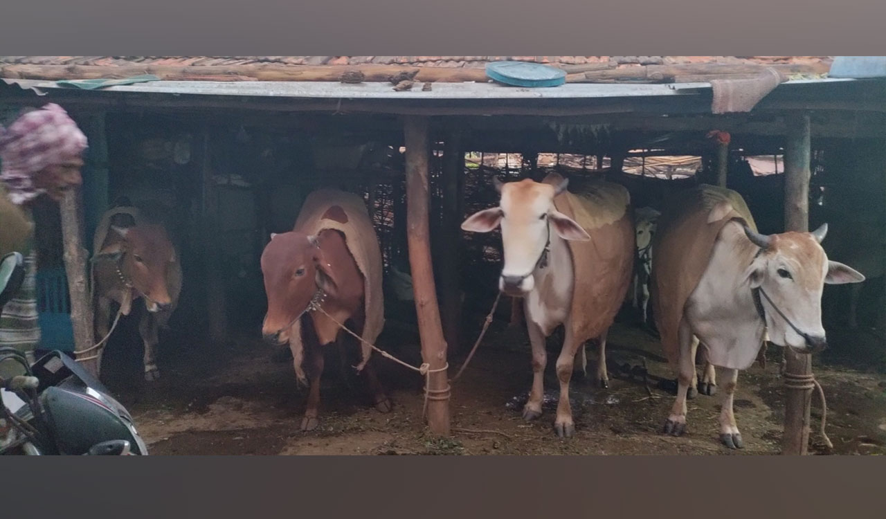 Arli (T), Lambasingi of Telangana, shivers due to lowest minimum temperatures in Telangana