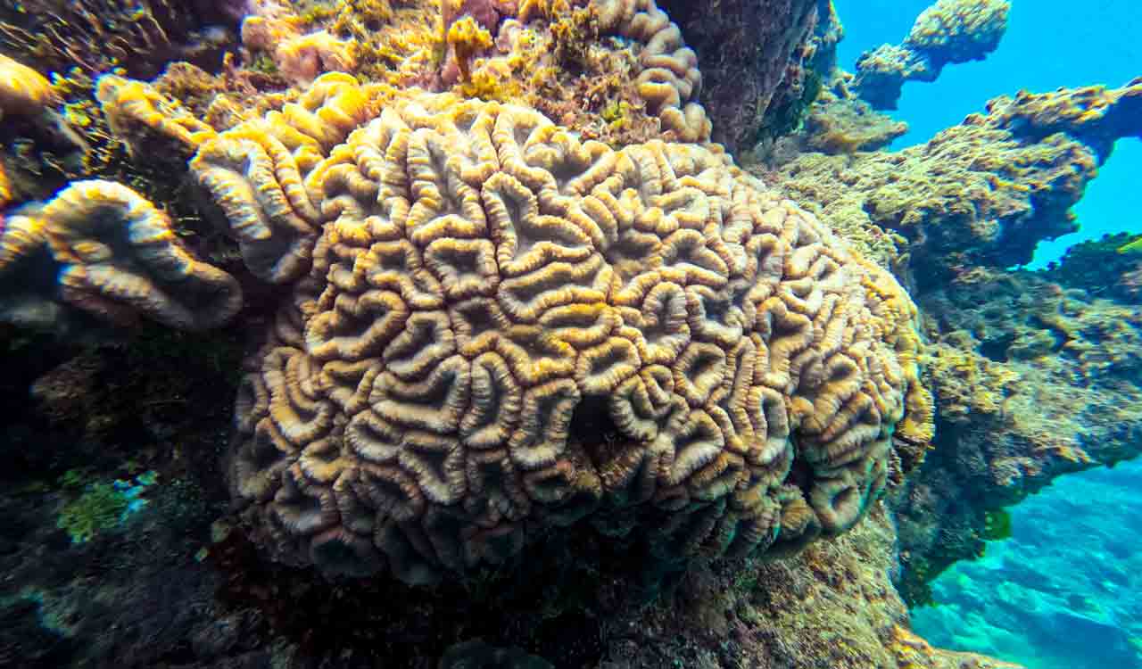 Nature’s 900-year-old ocean architects with a brainy twist