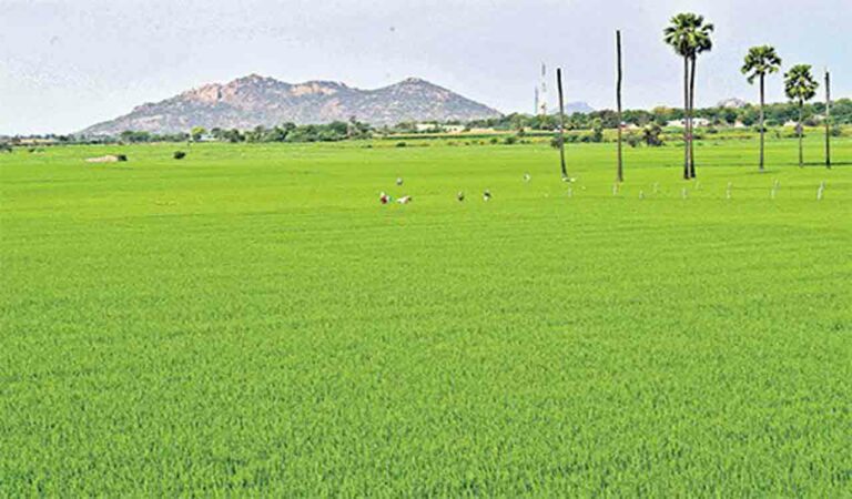 Crop Loan