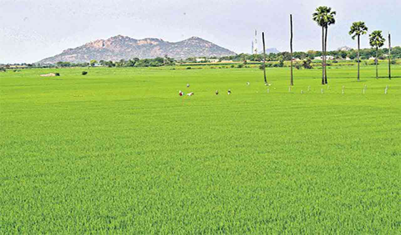 Telangana: Beneficiaries of crop loans above Rs 2 lakh await waiver