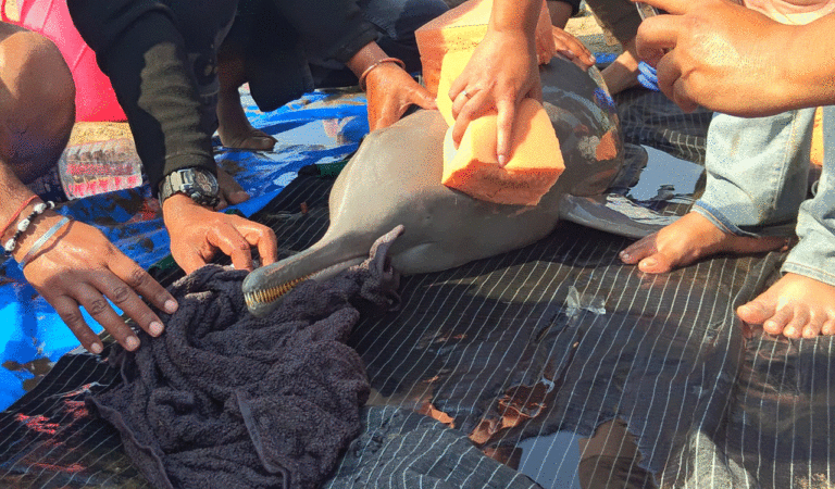 Dolphin New