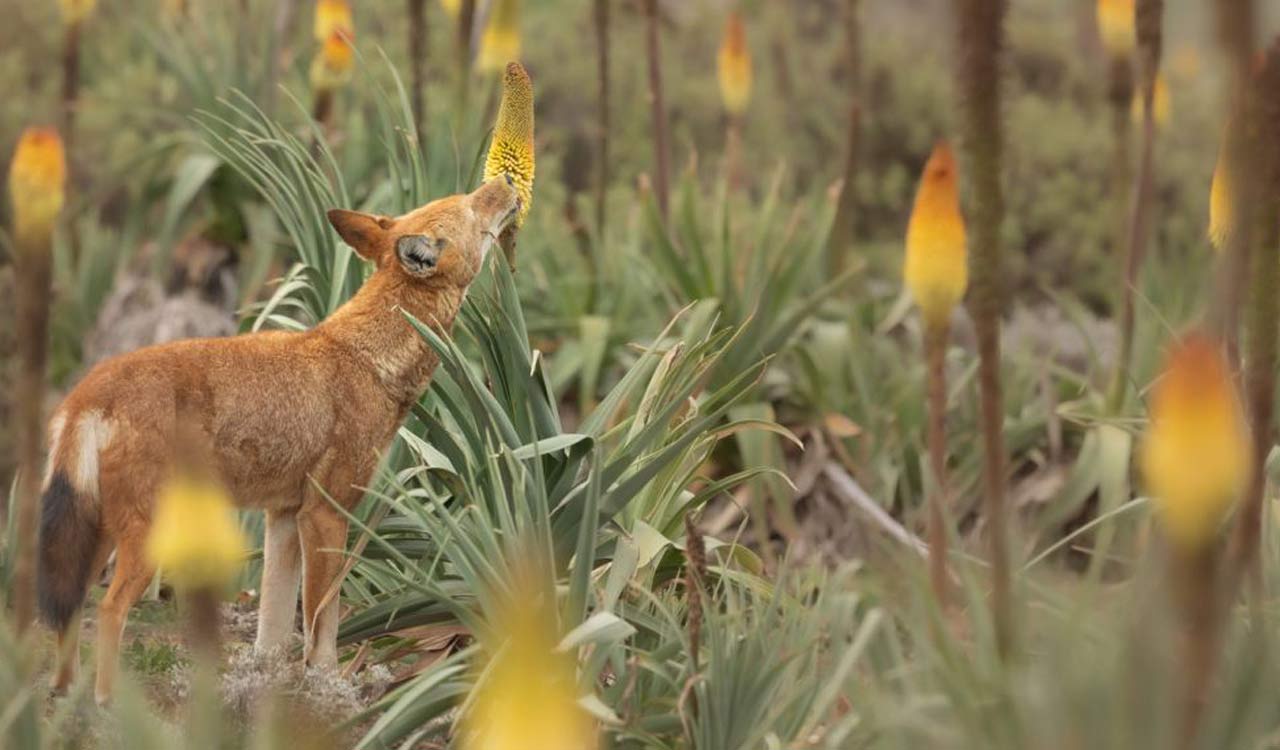 Ethiopian wolves’ taste for nectar! Is Africa’s most endangered carnivore a pollinator?