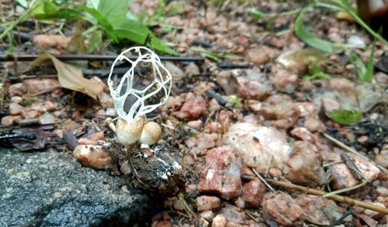 Fungus