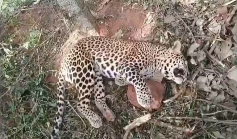 Leopard Found Dead