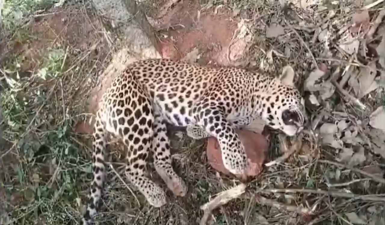 AP: Leopard dies after falling in trap set up for wild pigs in Krishna district