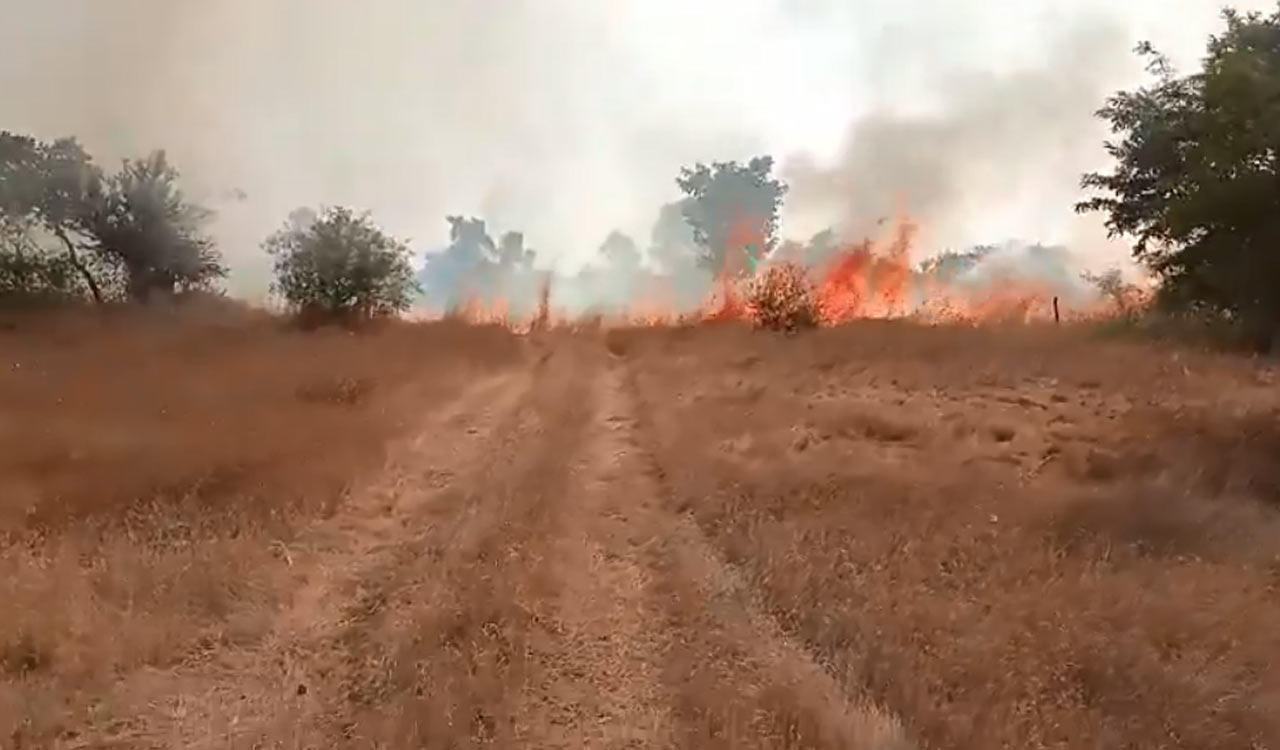 Madhya Pradesh: Massive fire breaks out in Gandhi Sagar Wildlife Sanctuary