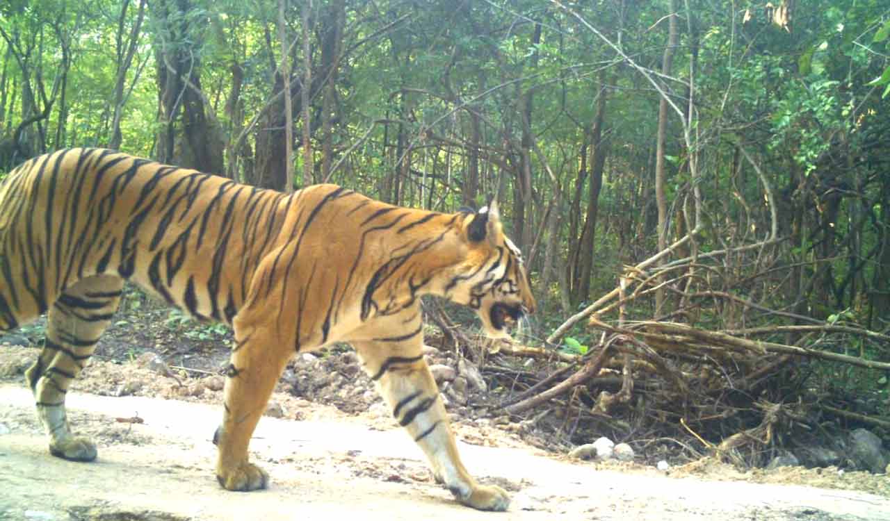 Mancherial: Tiger movement cheers Forest officials, panics villagers