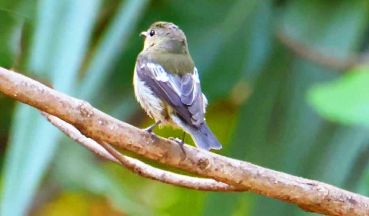 New winged visitor in Telangana: Korean flycatcher sighted in Mahabubabad