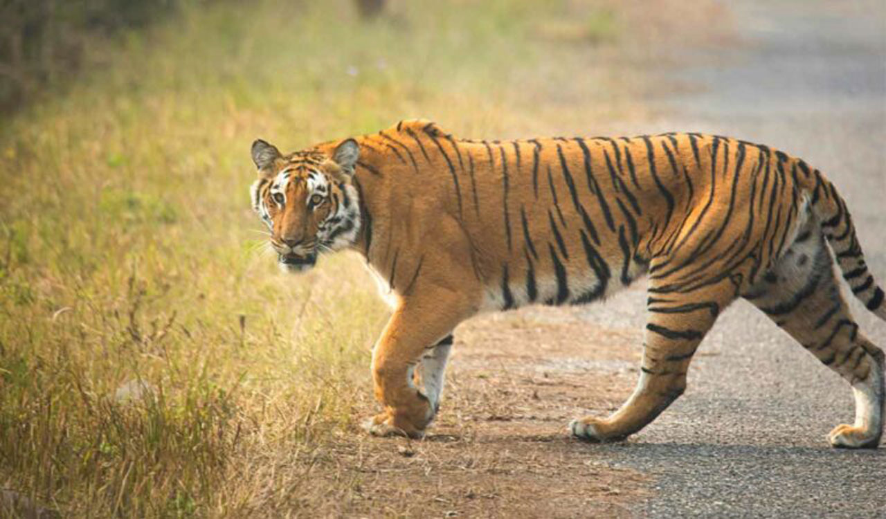 Panic in Telangana’s Warangal as tiger sighted in cornfield