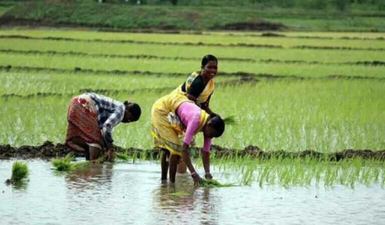 Rythu Bharosa: Telangana's Jagtial farmers wait for SMS on bank deposit