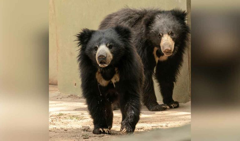 Sloth bear, its two cubs killed in IED explosion in Chhattisgarh