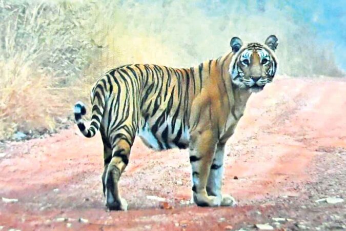 Tiger spotted in Nallamala
