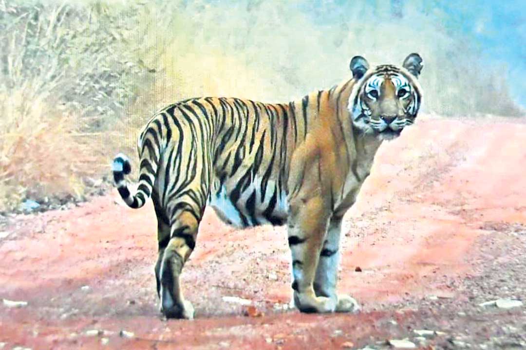 Tiger movement continues to trigger panic in Warangal