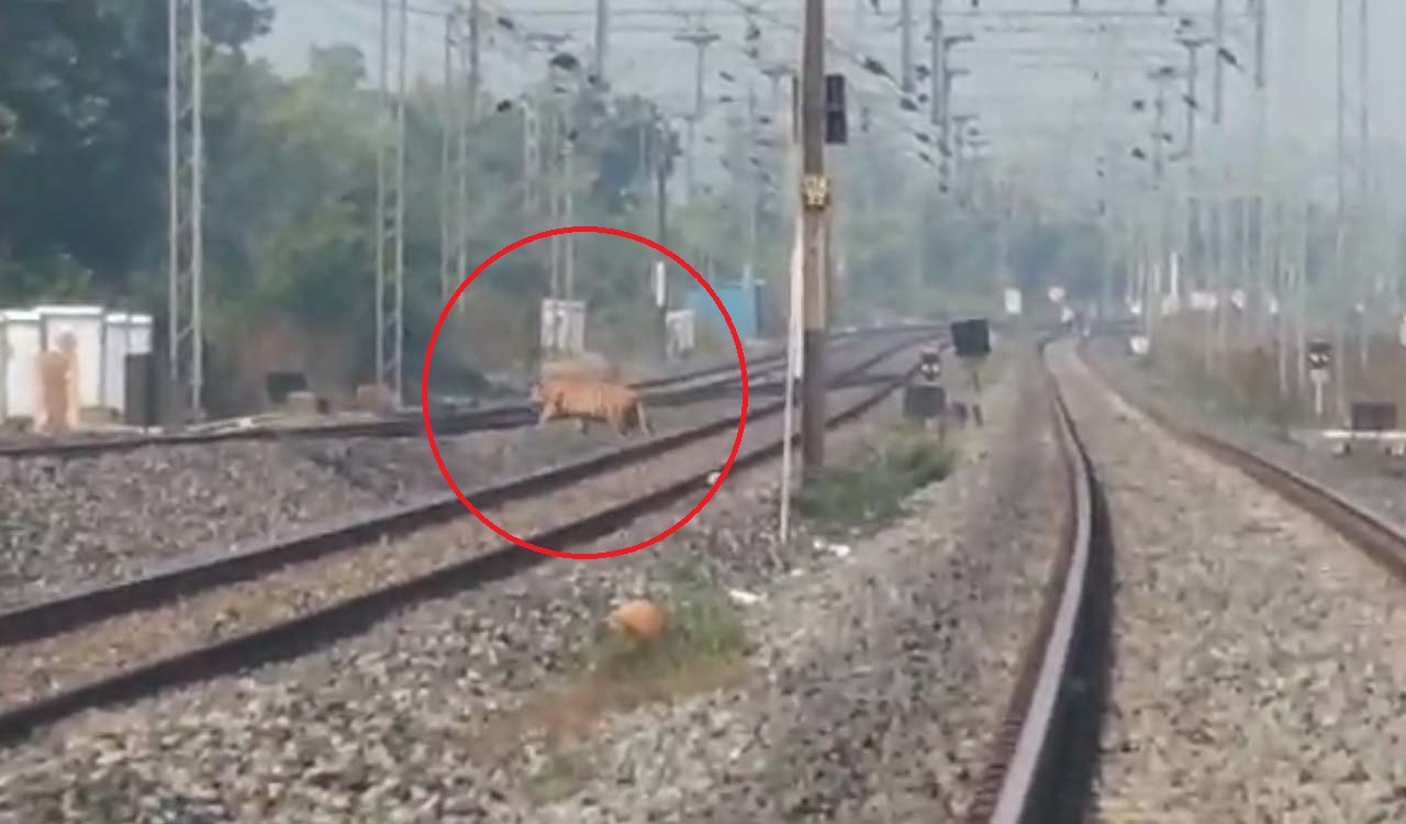 Watch: Tiger crosses railway tracks in Maharashtra, video goes viral in Telangana