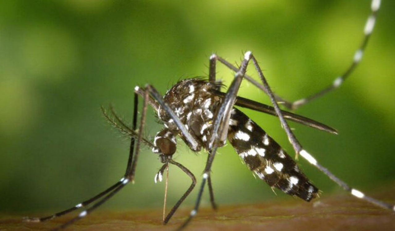 5-year-old boy tested for Zika virus in Andhra’s Nellore, sample sent to NIV Pune