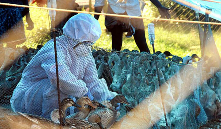 New virus H5N1 virus (Bird Flu) maybe the next major public health crisis, worry epidemiologists