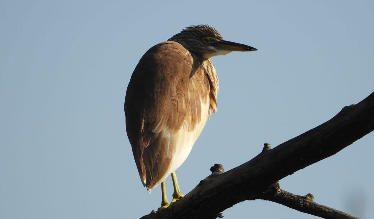 Over 80 bird species sighted in Kawal Bird Walk’s third edition in Mancherial