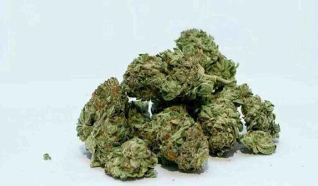 Telangana cops crack the whip on drug trafficking; 4,682 arrested in 2024