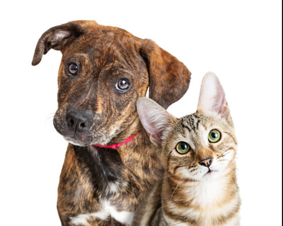 Puppy And Kitten