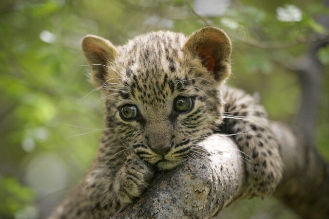 Baby Leopard