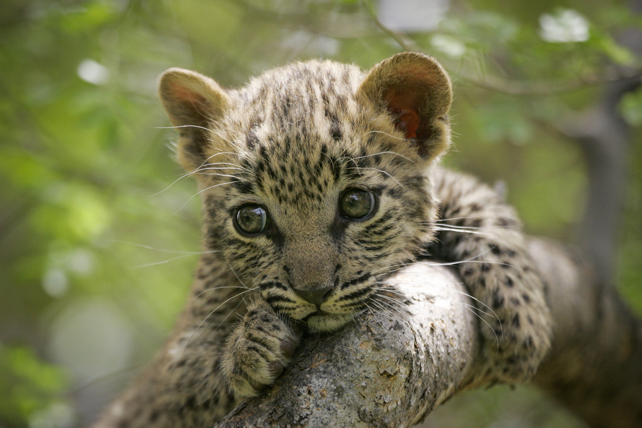 Leopard cub rescued from varsity campus in Maharashtra