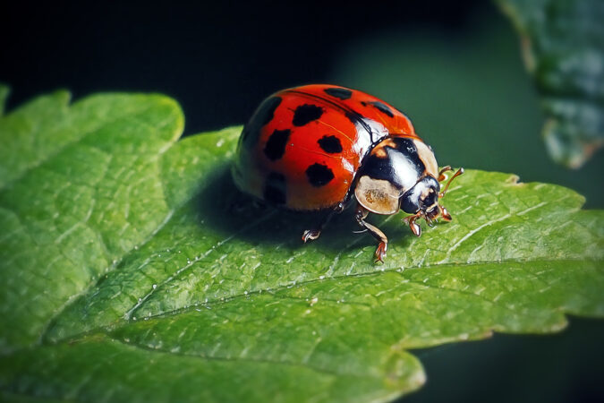 Harmonia Axyridis Asian Ladybeetle Insect