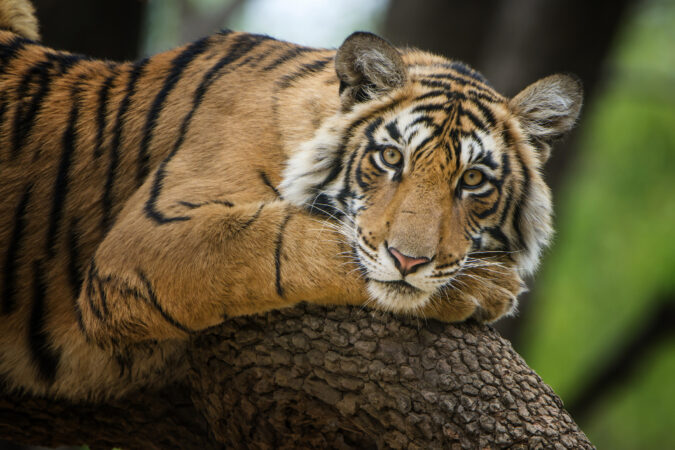Bengal Tiger