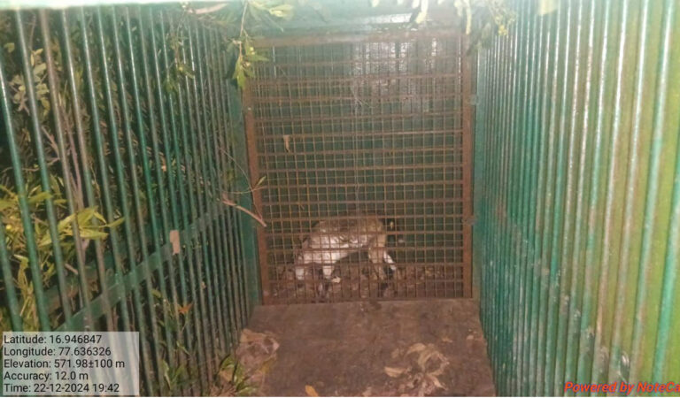 The incident occurred around 7 p.m. on Monday when shepherds took the goats for grazing. Spotting the goats, the leopard surfaced suddenly and tried to attack a goat. As it managed to escape, the leopard attacked two kids and was trying to drag them into the forests.