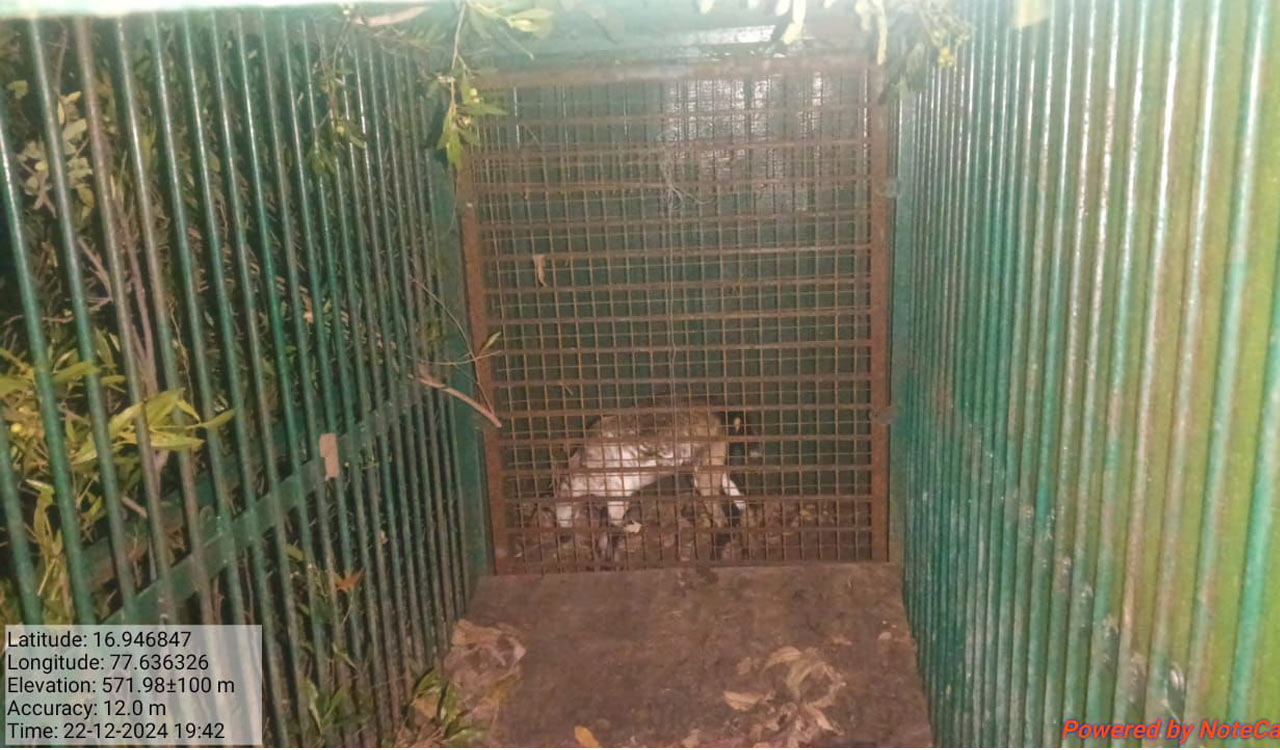 Leopard spotted and panic prevailing in Nandipahad village under Maddur mandal