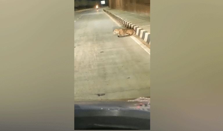 Karimnagar: Video of leopard goes viral, forest officials clarify video is old