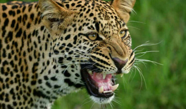 Leopard