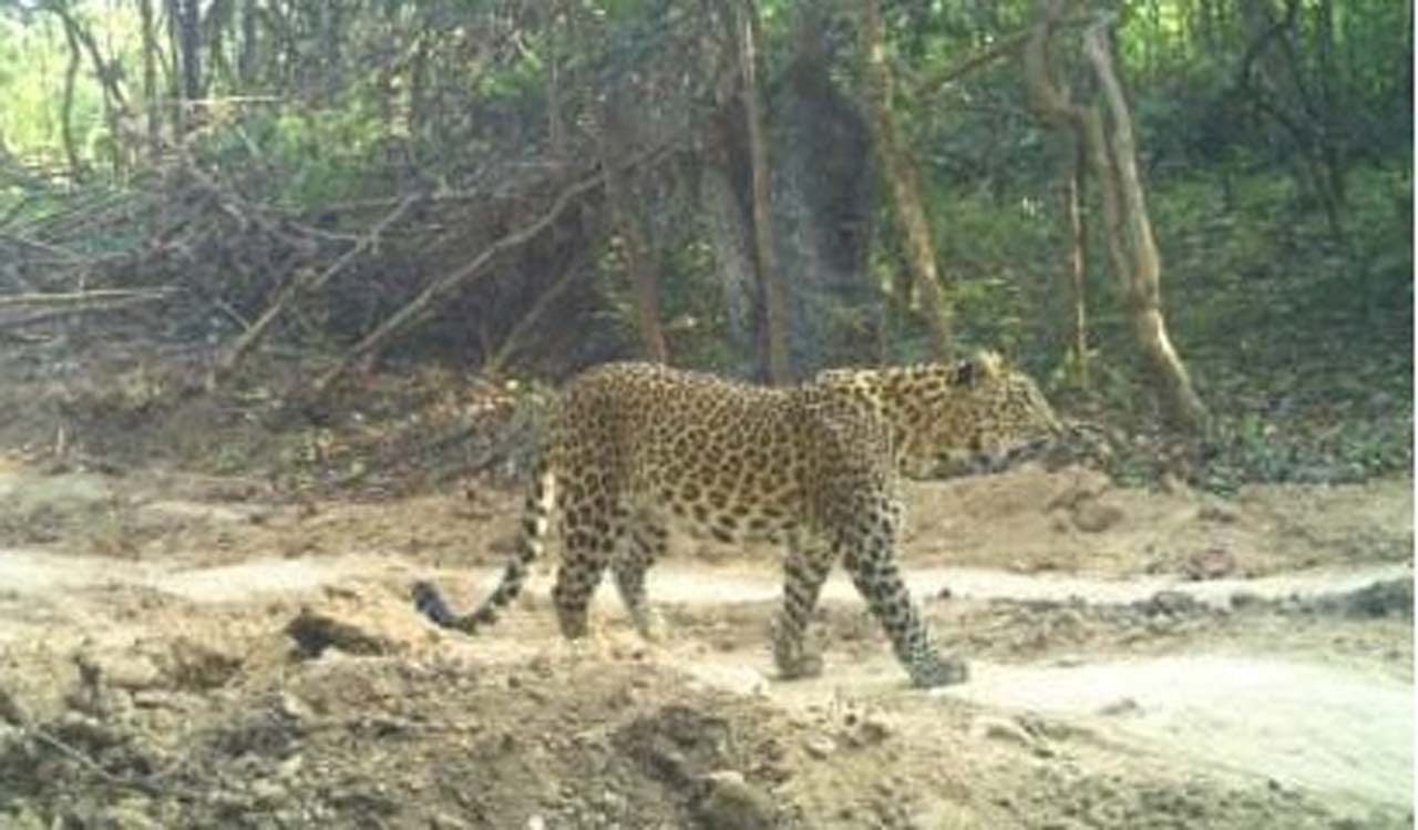 Leopards mistaken for tigers in Adilabad