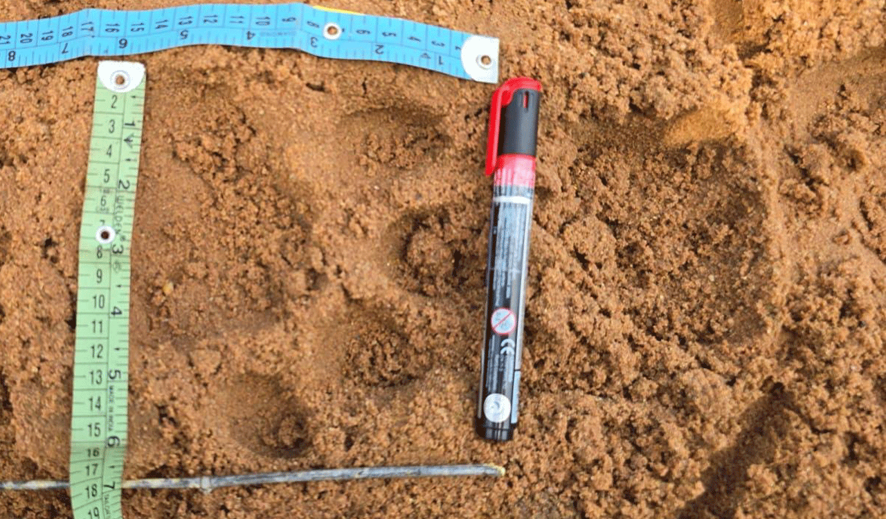 Tiger sighted again near cotton farm, panic among villagers in Asifabad