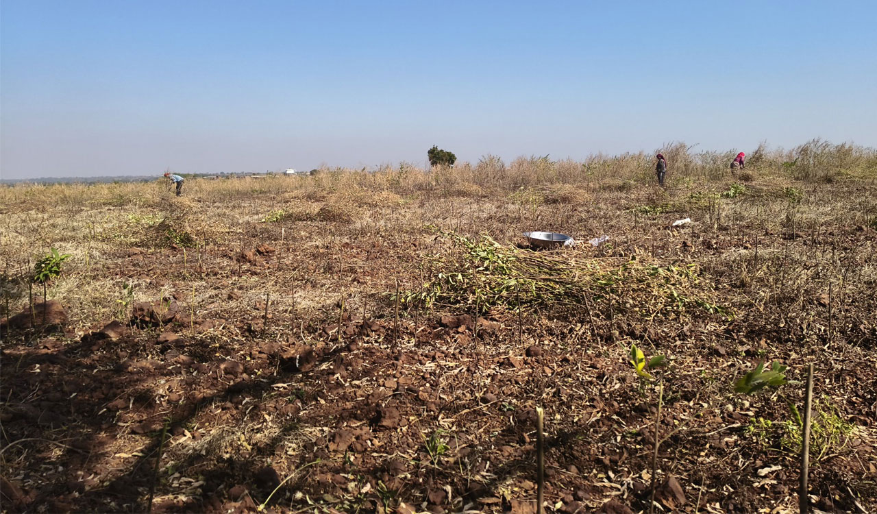 Telangana: Price fluctuations make red gram farmers jittery