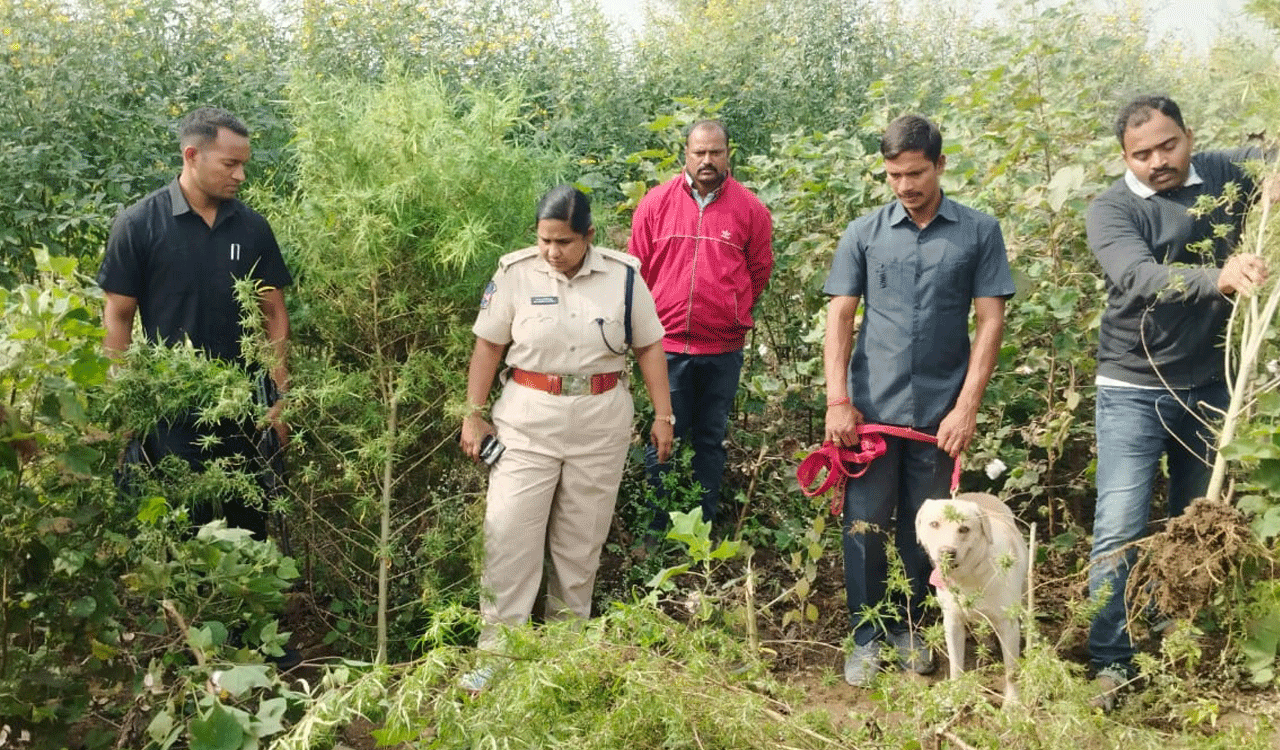 Ganja as intercrop: Six arrested for secret cannabis farms in Nirmal