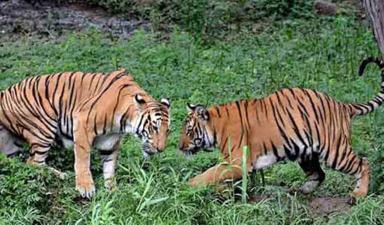 Forest officials said their staffers sighted a pair of tigers moving at a stream and heard the roaring of the tigers.