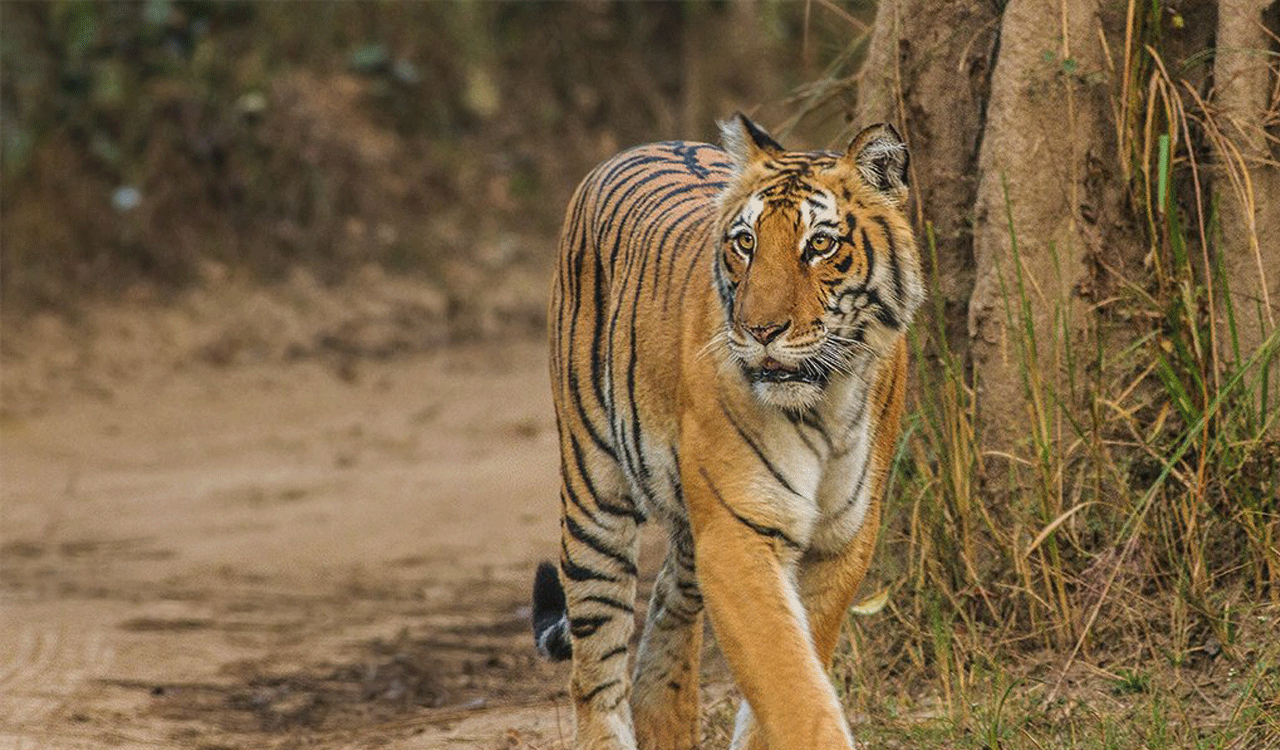 Tiger kills buffalo outskirts of village in Asifabad