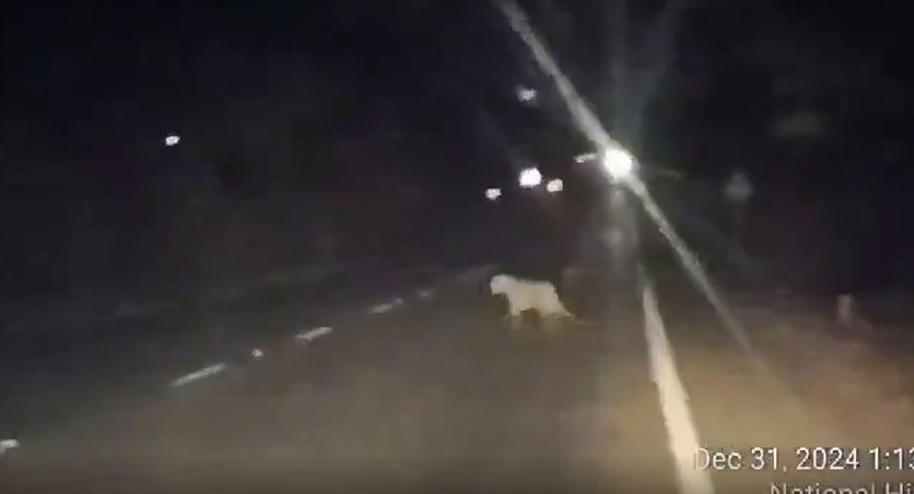 Watch: Sighting of leopard on NH 61 sparks panic among motorists in Nirmal