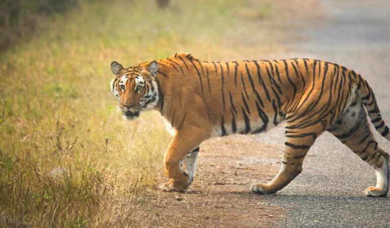 Tiger