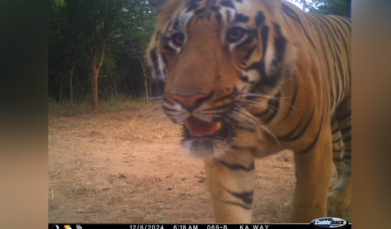 Forest department to procure thermal drones to detected Tiger movements