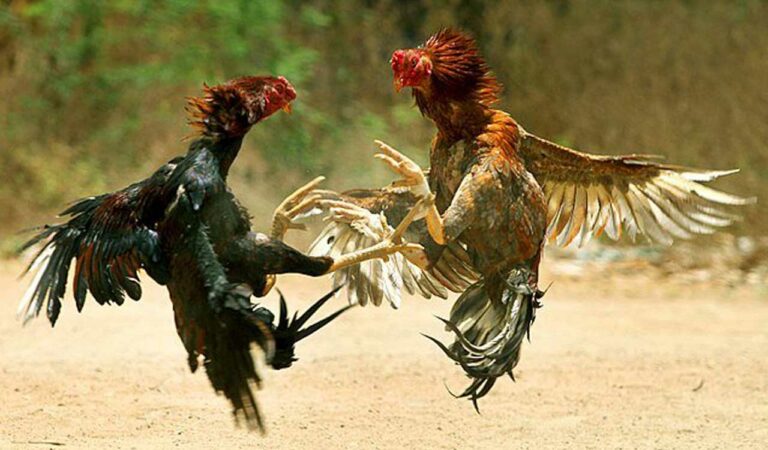 10 caught red-handed for participating in cockfights in Telangana's Asifabad